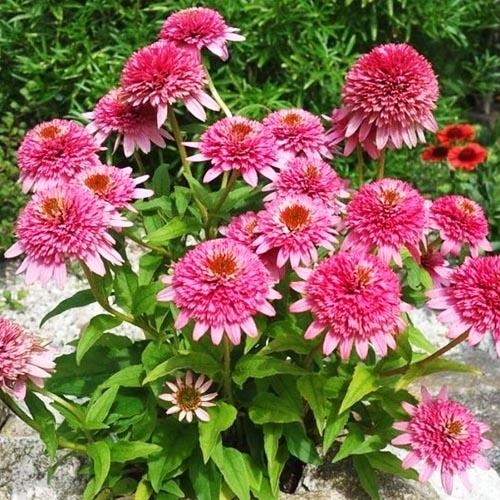 Эхинацея Баттерфляй Киссес: экзотический вид многолетнего цветка